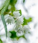 Sternchenstrauch 'Pride of Rochester' - Deutzia scabra 'Pride of Rochester'