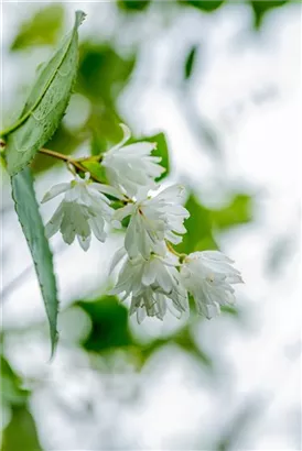 Sternchenstrauch 'Pride of Rochester' - Deutzia scabra 'Pride of Rochester'