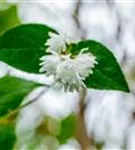 Sternchenstrauch 'Pride of Rochester' - Deutzia scabra 'Pride of Rochester'