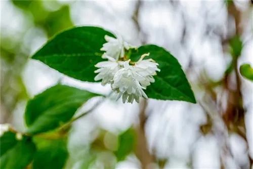 Sternchenstrauch 'Pride of Rochester' - Deutzia scabra 'Pride of Rochester'