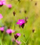 Kartäuser-Nelke - Dianthus carthusianorum