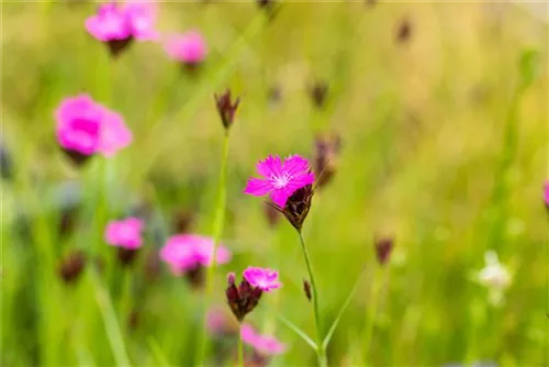 Kartäuser-Nelke - Dianthus carthusianorum