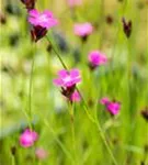 Kartäuser-Nelke - Dianthus carthusianorum