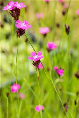 Kartäuser-Nelke - Dianthus carthusianorum