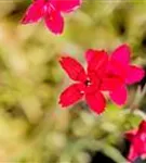 Garten-Heide-Nelke - Dianthus deltoides 'Leuchtfunk'