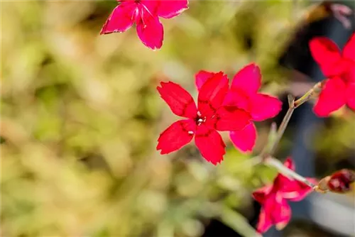 Garten-Heide-Nelke - Dianthus deltoides 'Leuchtfunk'