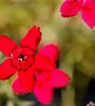 Garten-Heide-Nelke - Dianthus deltoides 'Leuchtfunk'