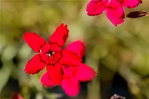 Garten-Heide-Nelke - Dianthus deltoides 'Leuchtfunk'