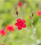 Garten-Heide-Nelke - Dianthus deltoides 'Leuchtfunk'