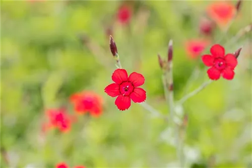 Garten-Heide-Nelke - Dianthus deltoides 'Leuchtfunk'