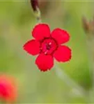 Garten-Heide-Nelke - Dianthus deltoides 'Leuchtfunk'