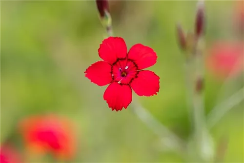 Garten-Heide-Nelke - Dianthus deltoides 'Leuchtfunk'