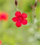 Garten-Heide-Nelke - Dianthus deltoides 'Leuchtfunk'