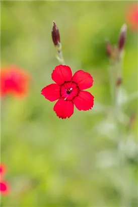 Garten-Heide-Nelke - Dianthus deltoides 'Leuchtfunk'