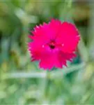 Garten-Pfingst-Nelke - Dianthus gratianop.'Badenia'