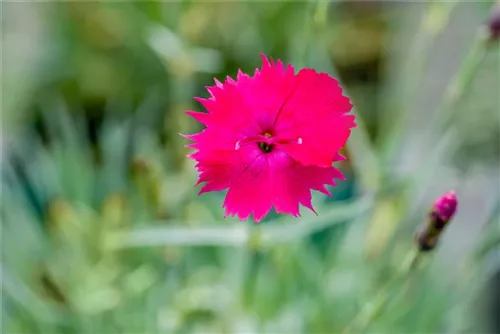 Garten-Pfingst-Nelke - Dianthus gratianop.'Badenia'