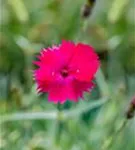 Garten-Pfingst-Nelke - Dianthus gratianop.'Badenia'