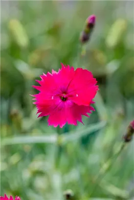 Garten-Pfingst-Nelke - Dianthus gratianop.'Badenia'