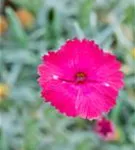 Garten-Pfingst-Nelke - Dianthus gratianop.'Badenia'