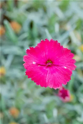 Garten-Pfingst-Nelke - Dianthus gratianop.'Badenia'