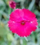 Garten-Pfingst-Nelke - Dianthus gratianop.'Badenia'