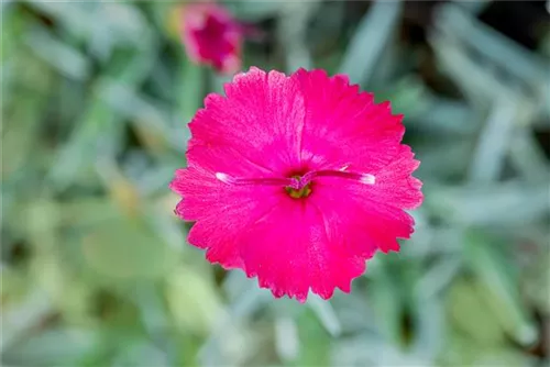 Garten-Pfingst-Nelke - Dianthus gratianop.'Badenia'