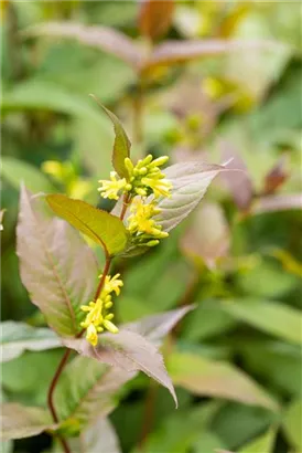 Amerik.Weigelie splendens - Diervilla splendens