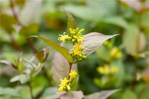 Amerik.Weigelie splendens - Diervilla splendens