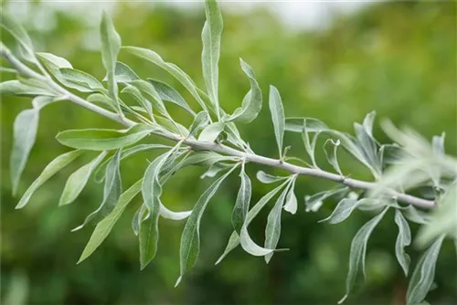 Schmalblättrige Ölweide - Elaeagnus angustifolia