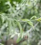 Schmalblättrige Ölweide - Elaeagnus angustifolia