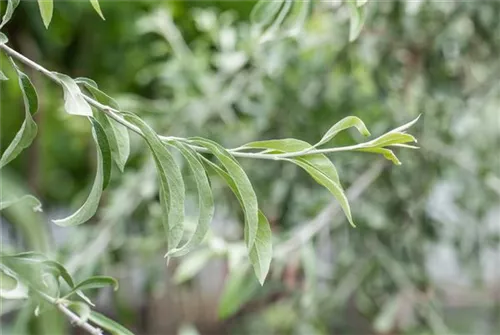 Schmalblättrige Ölweide - Elaeagnus angustifolia