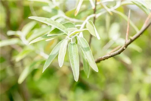 Schmalblättrige Ölweide - Elaeagnus angustifolia