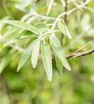 Schmalblättrige Ölweide - Elaeagnus angustifolia