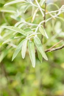 Schmalblättrige Ölweide - Elaeagnus angustifolia