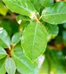 Immergrüne buschige Ölweide 'Compacta' - Elaeagnus ebbingei (x) 'Compacta' - Mediterranes