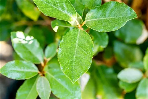 Immergrüne buschige Ölweide 'Compacta' - Elaeagnus ebbingei (x) 'Compacta' - Mediterranes