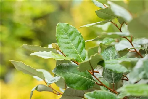 Immergrüne buschige Ölweide 'Compacta' - Elaeagnus ebbingei (x) 'Compacta' - Mediterranes