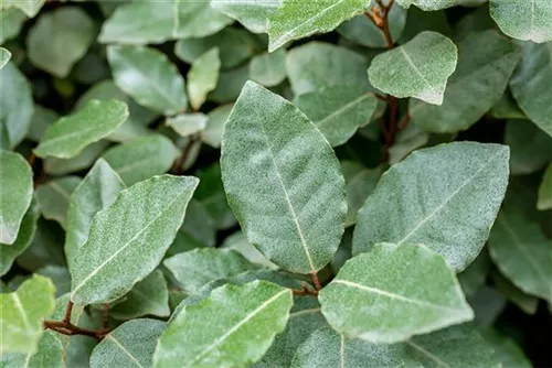 Wintergrüne Ölweide - Elaeagnus ebbingei - Heckenelemente