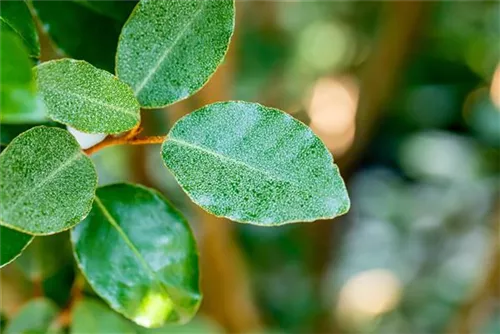 Wintergrüne Ölweide - Elaeagnus ebbingei - Heckenelemente