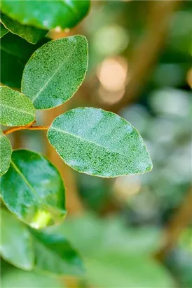 Wintergrüne Ölweide - Elaeagnus ebbingei - Heckenelemente