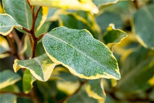 Wintergrüne Ölweide 'Limelight' - Elaeagnus ebbingei 'Limelight'