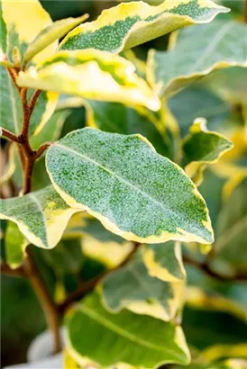 Wintergrüne Ölweide 'Limelight' - Elaeagnus ebbingei 'Limelight'