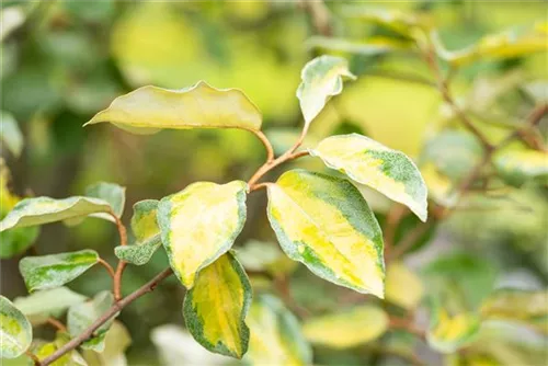 Wintergrüne Ölweide 'Limelight' - Elaeagnus ebbingei 'Limelight'