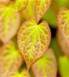 Schwefelgelbe Garten-Elfenblume - Epimedium x versicolor 'Sulphureum'