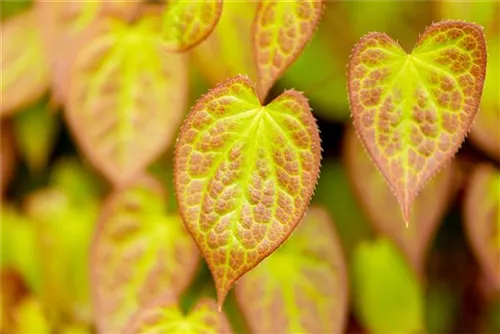 Schwefelgelbe Garten-Elfenblume - Epimedium x versicolor 'Sulphureum'