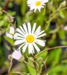 Garten-Feinstrahl - Erigeron x cult.'Sommerneuschnee'