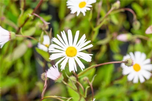 Garten-Feinstrahl - Erigeron x cult.'Sommerneuschnee'