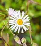 Garten-Feinstrahl - Erigeron x cult.'Sommerneuschnee'