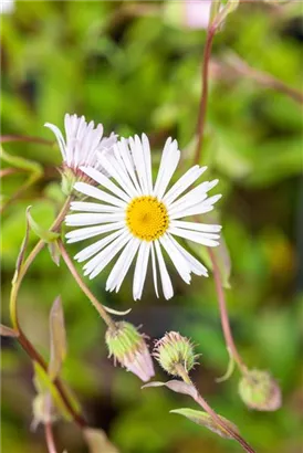 Garten-Feinstrahl - Erigeron x cult.'Sommerneuschnee'