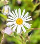 Garten-Feinstrahl - Erigeron x cult.'Sommerneuschnee'